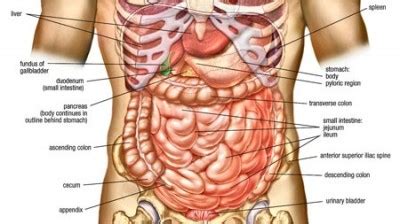 .internal organs and other important anatomical structures that can be found within each region. Health Care: Human Abdomen Anatomy Pics