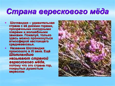 Однако пчеловоды отмечают полезность пчелиного нектара из. Баллада Р.Л. Стивенсона «Вересковый мёд». Беседа по тексту ...