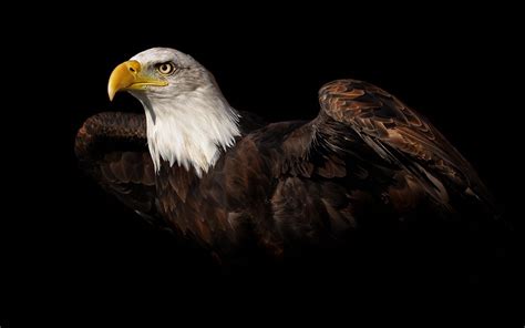 See more ideas about philadelphia eagles, eagles, philadelphia. Eagle HD Wallpapers