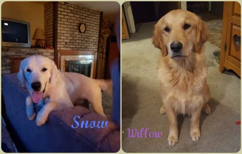 Litters are raised in a family atmosphere ensuring the best possible. CKS Goldens, Golden Retriever Breeder in south sioux city ...