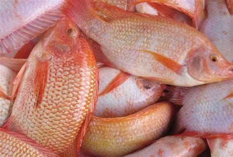 Teknik pembenihan ikan tilapia terbahagi kepada dua cara iaitu secara semula jadi di dalam kolam dan secara tiruan iaitu dengan cara mengutip telur dari mulut ikan dan ditetaskan di dalam balang penetasan. Ikan Tilapia Merah | Sea Products Division