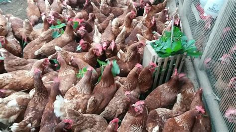 Ayam petelur umur 14 minggu. √ 10+ Daftar Harga Pakan Ayam Petelur DOC-Dewasa Terbaru 2020