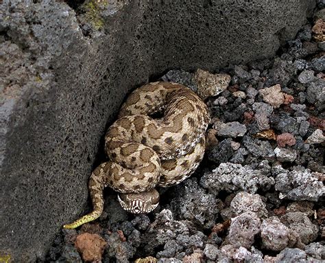 Si tratta di animali molto schivi e solitari vipera italiana: "Attenti alle vipere!"