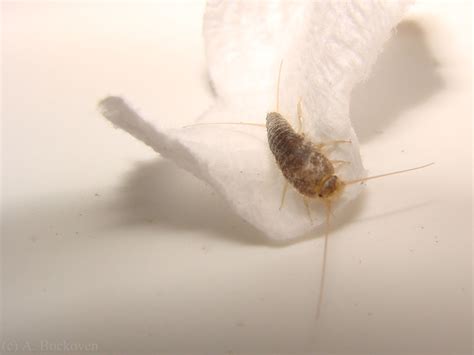 They also have two long antennae at the firebrats and silverfish are considered to be some of the most damaging insects because of their ability to multiply quickly and destroy property. Bathroom Bugs - The Silverfish | Silverfish, Bathroom sink ...
