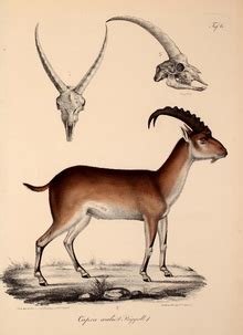 Threats against the species include habitat loss, poaching, and restricted range; Walia ibex - Wikipedia, the free encyclopedia | Walia ibex ...
