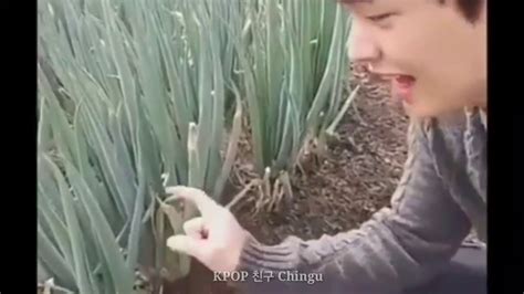 What is daun bawang in english home is where my heart is. KETIKA DAUN BAWANG BERUBAH MENJADI ALOE VERA - YouTube