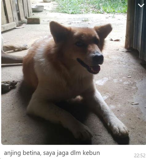 Seekor anjing diperkosa & dibunuh oleh seorang pria! Neutering aid for 1 dog in Bentong (Lee Chee Woei's ...