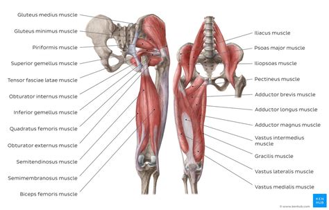 Most modern anatomists define 17 of these muscles, although some additional muscles may sometimes be considered. Diagram / Pictures: Muscles of the hip and thigh (Anatomy ...