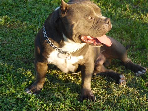 This price is calculated by averaging all of the adverts placed for sale on the pets4homes.co.uk website throughout the year 2018, for the american bully dog breed. American Bully Puppies For Sale | Miami, FL #283441