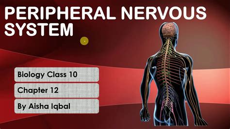 Peripheral Nervous System Class 10 | Peripheral Nervous ...