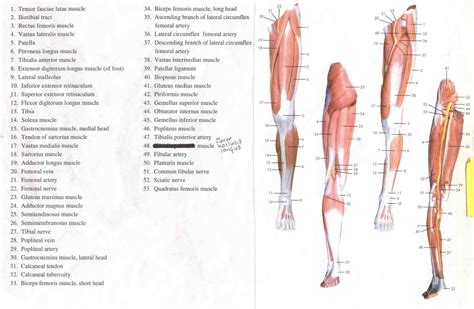 These can include any the following: Human Leg Bone Structure - Human Anatomy Details