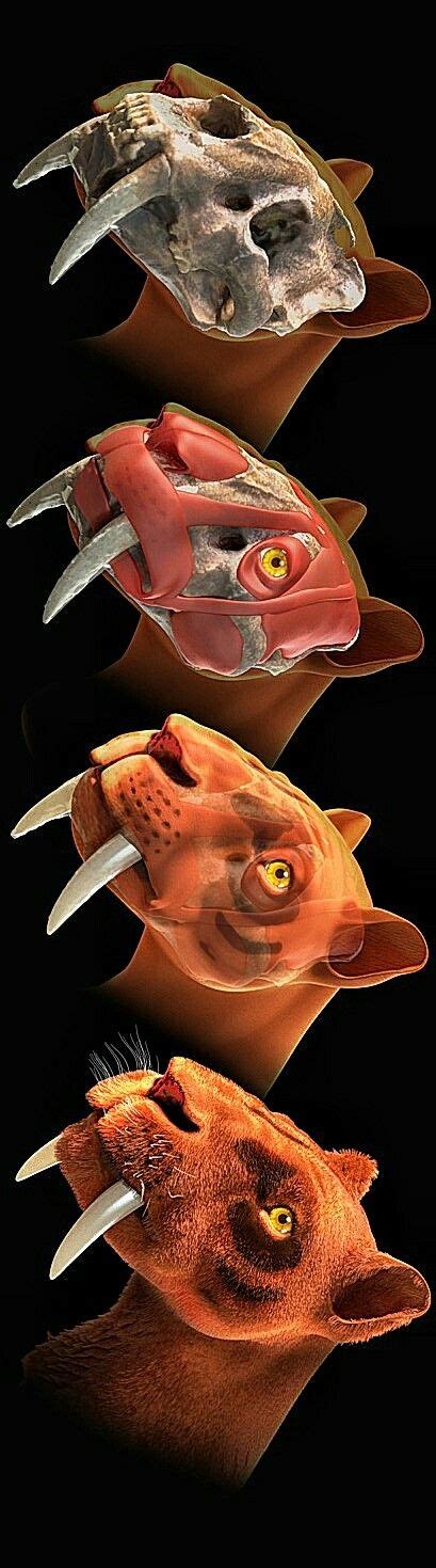 He has been eating science diet dry food only his whole life. Reconstruction of a Smilodon - A saber-toothed cat ...