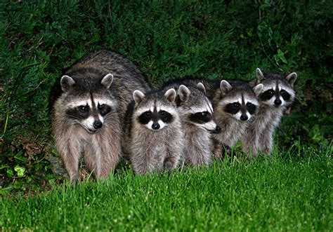 Once a raccoon is in your home, attic, garage, or place of business, so are the insects that are attracted to them. Raccoons In The Attic - Raccoon Control Orange County ...