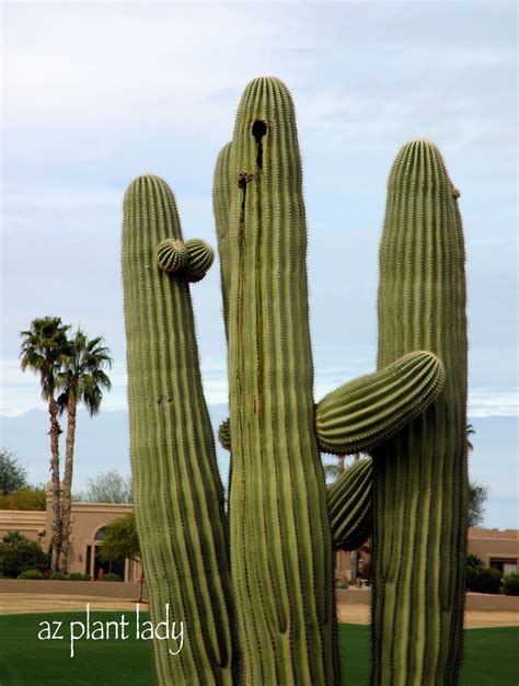 The way of the saguaro and the pestulant weeds that are invading their lives info on invasive pests are at. How to treat bacterial necrosis Archives - Ramblings from ...