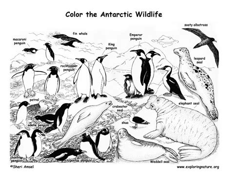 Animal groups and babies often have strange names. Antarctic Animals (Labeled) - Coloring Nature