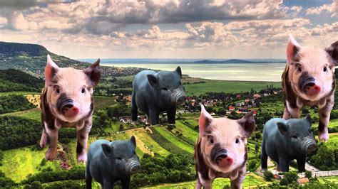 What animals qualify as exotic? Micro-pigs and the Pros and Cons of GMO Pets - YouTube
