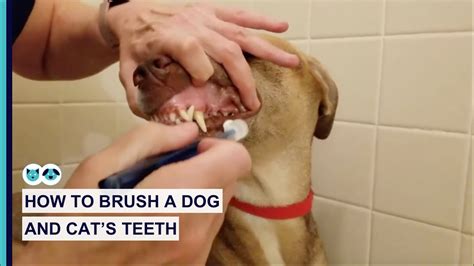 The success of your feline teeth brushing chores is dependent on how well your cat behaves itself during the activity. How to Brush a Dog and Cat's Teeth | Healthcare for Pets