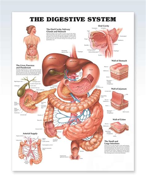 Human anatomy simplified with stunning illustrations. Digestive System Anatomy Poster - ClinicalPosters