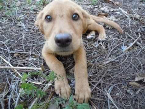 Search for rescue dogs for adoption. 5 month old puppy available for adoption located in Miami ...