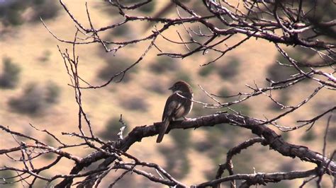 Maybe you would like to learn more about one of these? Madera Canyon - YouTube