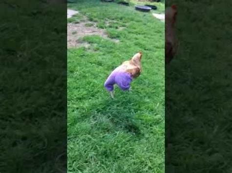 Maybe you would like to learn more about one of these? Chicken wearing pants.. - YouTube | Pants, How to wear ...