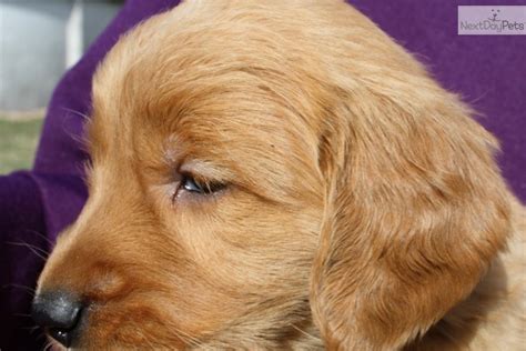 Premier golden retriever breeders for golden retriever puppies in four colors white cream, light blonde, caramel, and auburn. Akc Golden Retriever Puppies For Sale In Kentucky Pure ...