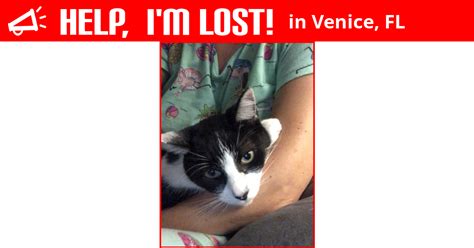 Последние твиты от the venice peach (@thevenicepeach). Lost Cat (Venice, Florida) - Blake