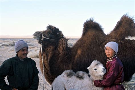 Opens with an old man telling a story about why camels don't have antlers. Enquadramento: Camelos Também Choram