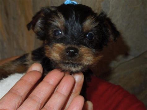 Scarlett and chisum should honeymoon in the next month or so (august) with puppies in early spring and ready for their forever homes in late fall. Yorkie puppy - AKC Male for Sale in Greensboro, North ...