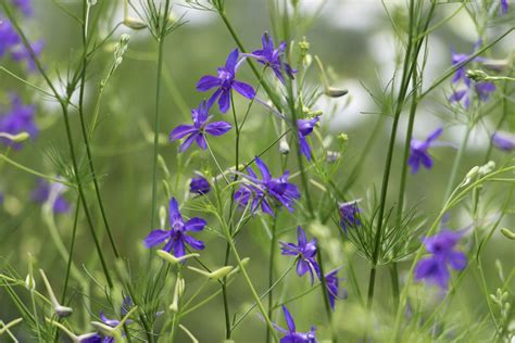 The hermaphrodite flowers are single or in a cyme, have usually five (but occasionally as few as three or as many as seven) mostly green sepals and usually, five yellow, greenish or white petals that are sometimes flushed with red, purple or pink (but the petals may be absent or have a different, sometimes much higher number). Blue cloud larkspur blooms in early June | Flower farm ...