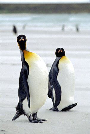 Choose from many naughty america porn. Animals of Antarctica