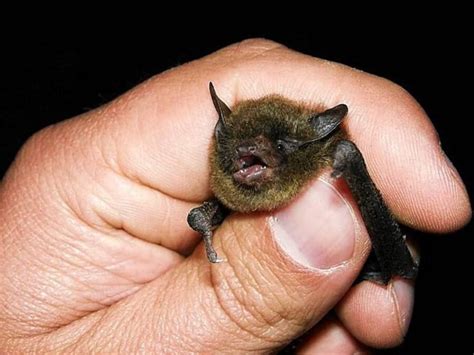The bat has two wings covered in skin. When Do Bats Have Babies (pups)? - MI & IN Bat Maternity ...
