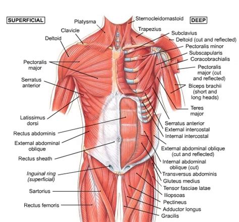 The pectoralis major muscles (also known as the pecs) are located on the front of the rib cage, and form the major muscles of the pectoralis minor muscle (not shown in the diagram) is located underneath the pectoralis major muscle, attaching to the coracoid process of the. Chart Of Human Shoulder Muscles Chest Muscles Anatomy ...