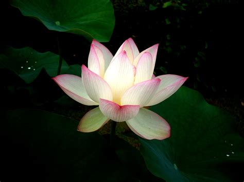 White lotus cult (1993) alias: Free White lotus Stock Photo - FreeImages.com