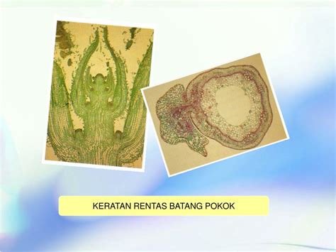 Kulit terbahagi kepada dua lapisan iaitu, dermis (lapisan dalaman) dan epidermis (lapisan luar). PPT - PENGGUNAAN BAHAN 2D & 3D PowerPoint Presentation ...