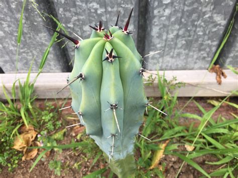 Its light, temperature, humidity preferences and any additional water your torch cactus deeply and allow to slightly dry between waterings in the spring and summertime. Learning how to help plants thrive (in 5 easy steps ...