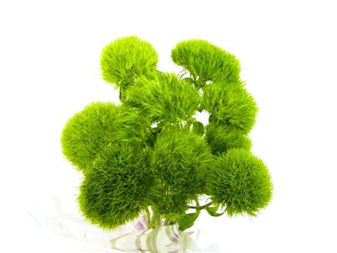 Click here to view the original image. Green Ball Dianthus — Bloom Expert