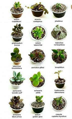 They come in a wide range of sizes, forms, colors and shapes making them appealing to almost everyone. Clasificación | Types of succulents plants, Planting ...
