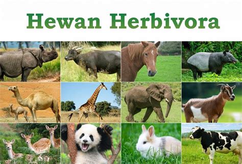 Maybe you would like to learn more about one of these? Ciri Hewan Karnivora Herbivora Omnivora Terlengkap ...