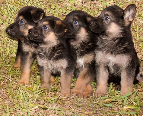 Meet adoptable cats and kittens from your community, lovingly. German Shepherd Puppies Fl, German Shepherd Dog Breeder in ...