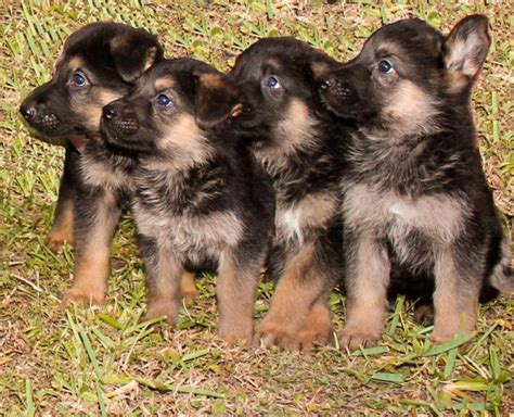 Ckc reg german shepherd puppies. German Shepherd Puppies Fl, German Shepherd Dog Breeder in ...