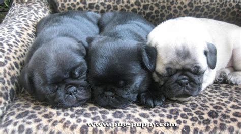 We offer local pick up only. AKC Fawn Black Pug Puppies in MA FOR SALE ADOPTION from ...