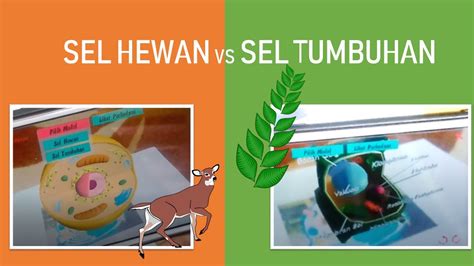 Maybe you would like to learn more about one of these? PERBEDAAN SEL HEWAN DAN SEL TUMBUHAN - YouTube