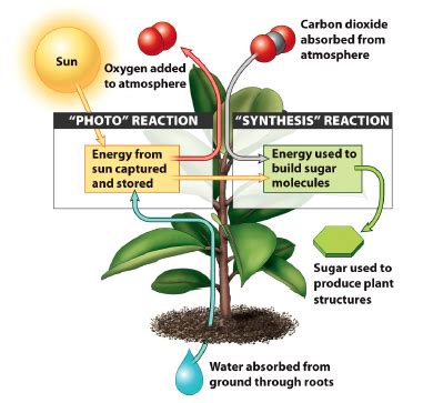 Energy that the cell can use. Is Gluecose A Product Of Photosynthesis Is Used To Generate Atp? Quizlet / Intro To ...