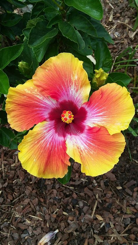 It is the seat of hamilton county. My/Lisa's/God's gorgeous Hibiscus bloom in Chattanooga, TN ...