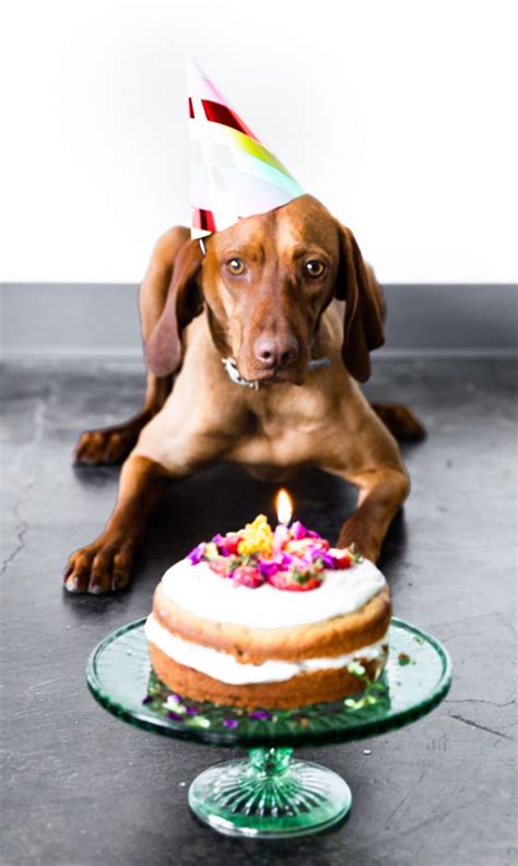 Sign up for our nosher recipe newsletter! Grain Free Birthday Cake for Dogs | Recipe in 2020 | Dog ...