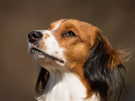 Tägliches durchkämmen und durchbürsten reicht völlig aus. Kooikerhondje im Rasseportrait | ZooRoyal Magazin