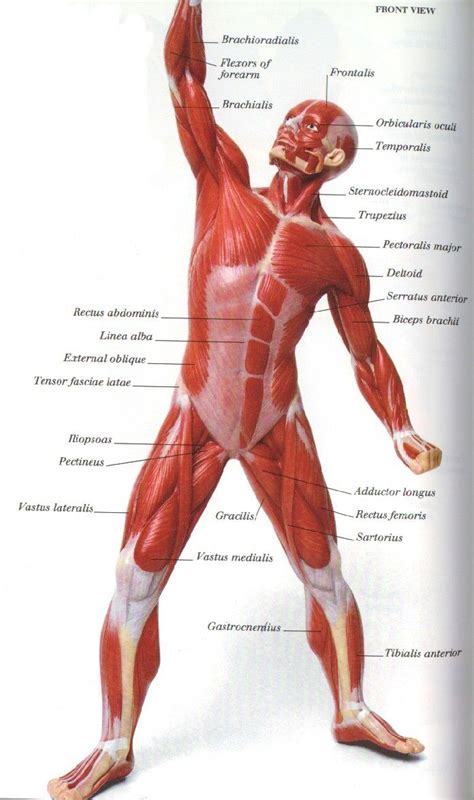 A bursa that sometimes causes problems in the hip is sandwiched between the bump on the outer hip (the greater trochanter) and the muscles and tendons that cross over the bump. muscle-anatomy-diagram-leg-leg-muscles-diagram-07.jpg 696 ...