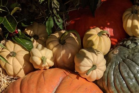 It was grown for generations in adair county, missouri, before it was passed on to sue and tom knoche, two early members of seed savers exchange in who released it in 1988, and named it for the woman who first supplied the seeds. Pumpkins, gourds and squash - oh my! - Horniman Museum and ...