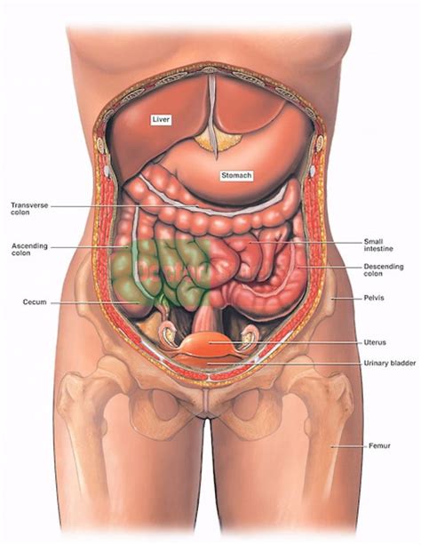 In the human body, there are five vital organs that people need to stay alive. Human Female Anatomy Diagram - koibana.info | Human body ...